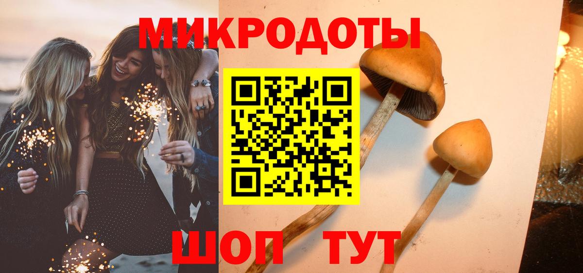 Псилоцибиновые грибы Psilocybe Новозыбков